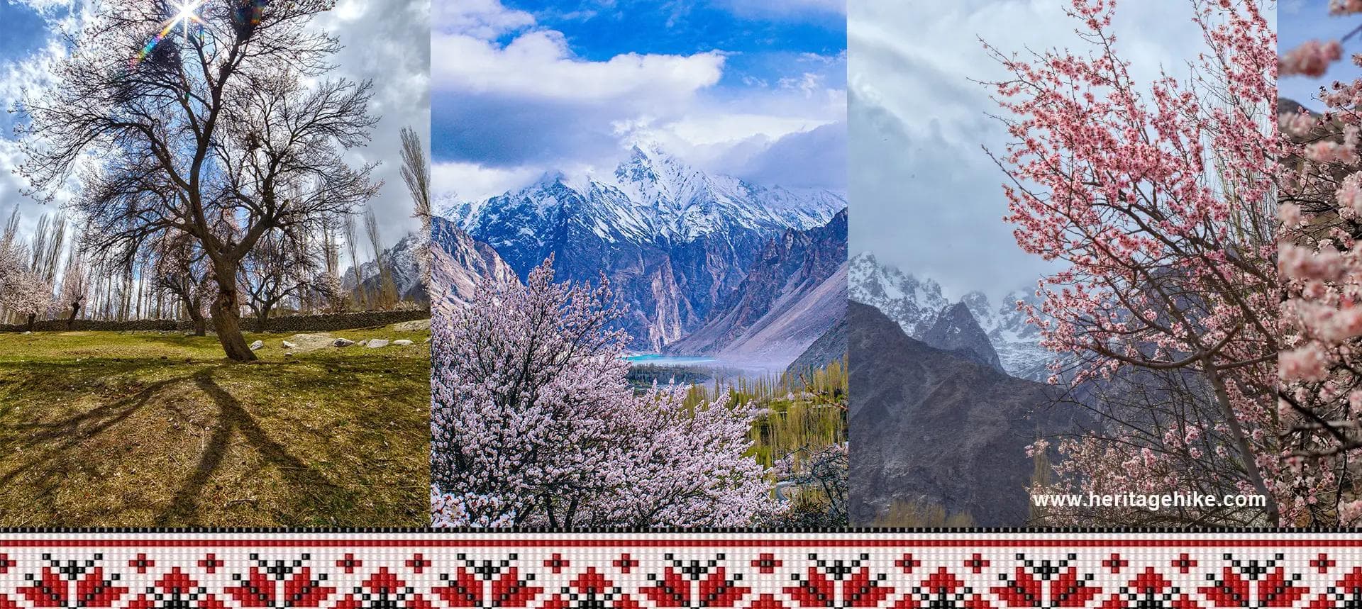Cherry blossom trees in full bloom in Hunza Valley with snow-capped peaks
