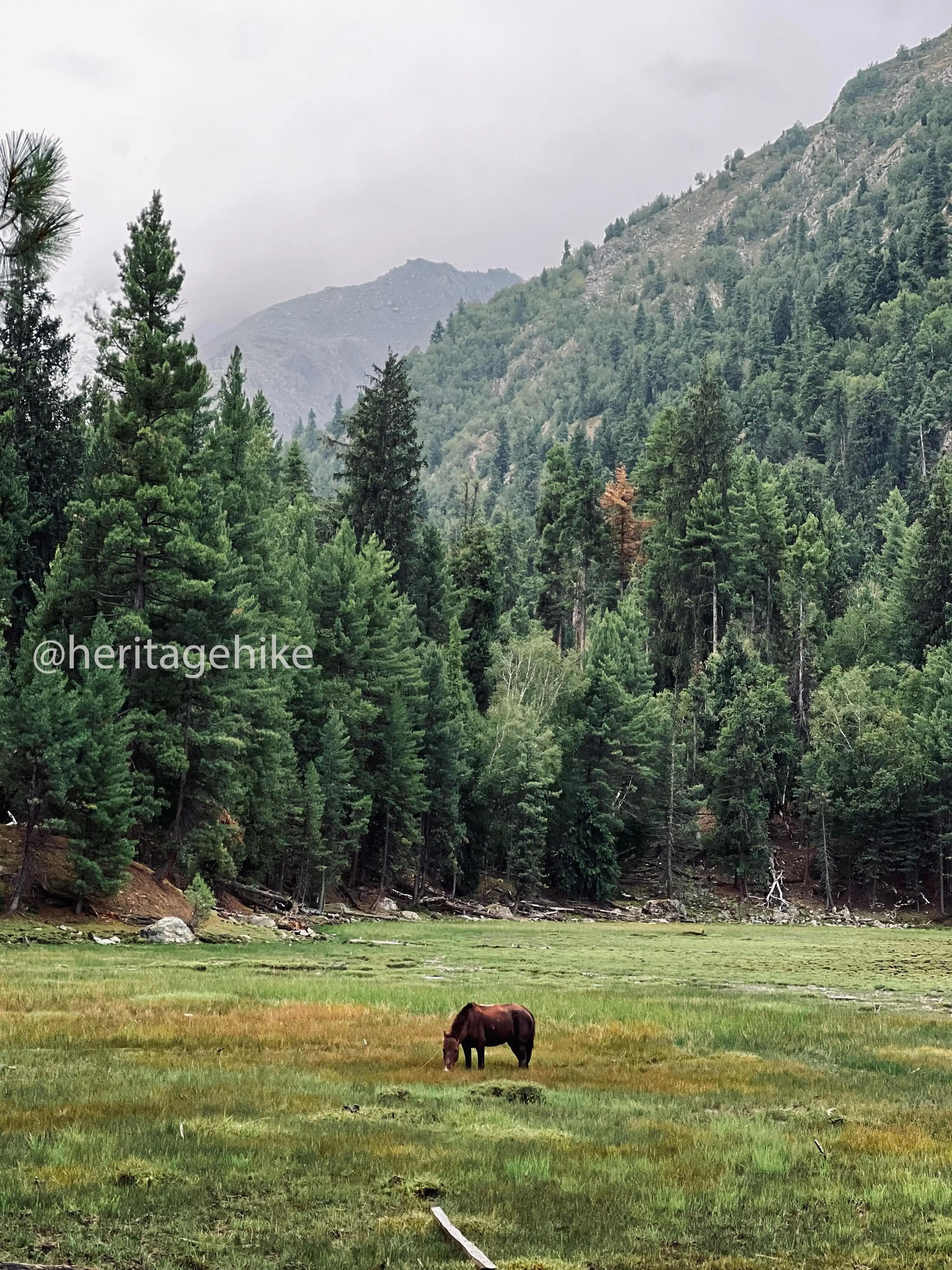 Fairy Meadows alpine forest and horse